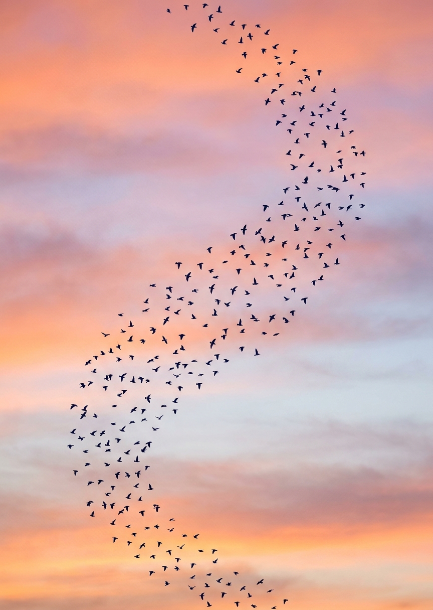Fågelflock som lyfter i – AI-poster