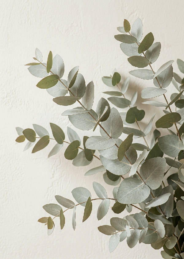 Närbild av eleganta eukalyptusgrenar med silvery-gröna blad och mjuka skuggor. Ljus beige bakgrund.