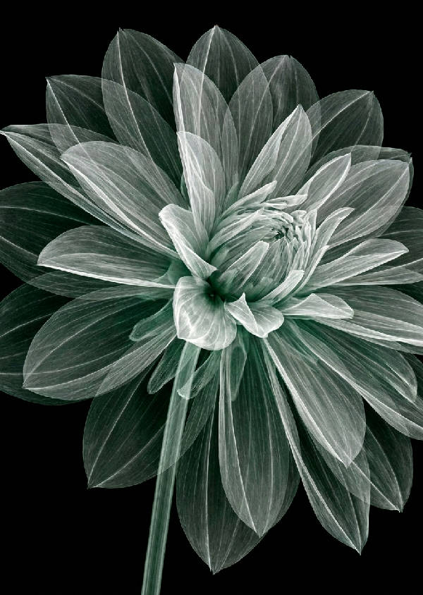 Röntgen närbild av en dahlia. Genomskinliga vita kronblad, glödande vener, svart bakgrund, inslag av smaragdgrönt. Porträtt.