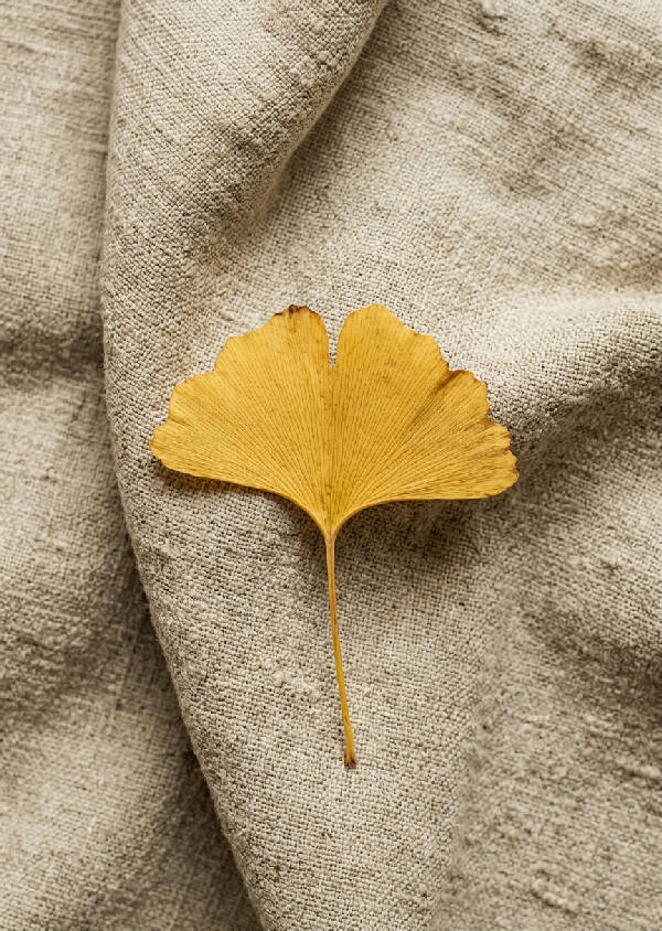 Enkelillustration av ett ginkgoblad i grönt mot en grov linnestruktur i en minimalistisk stil