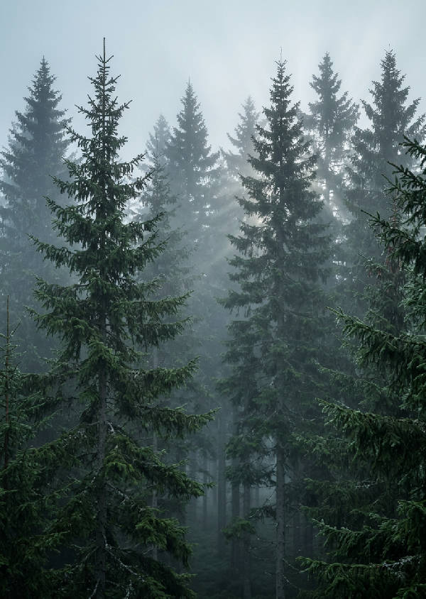 Vertikalt fotografi av en dimmig svensk granskog med höga träd i mjuka morgondiset, mörkgröna barr och spetsiga toppar.