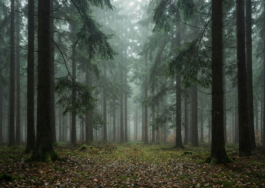 Panoramabild av en tät svensk granskog täckt av mjuk morgondimma och marktäckt av mossa och löv