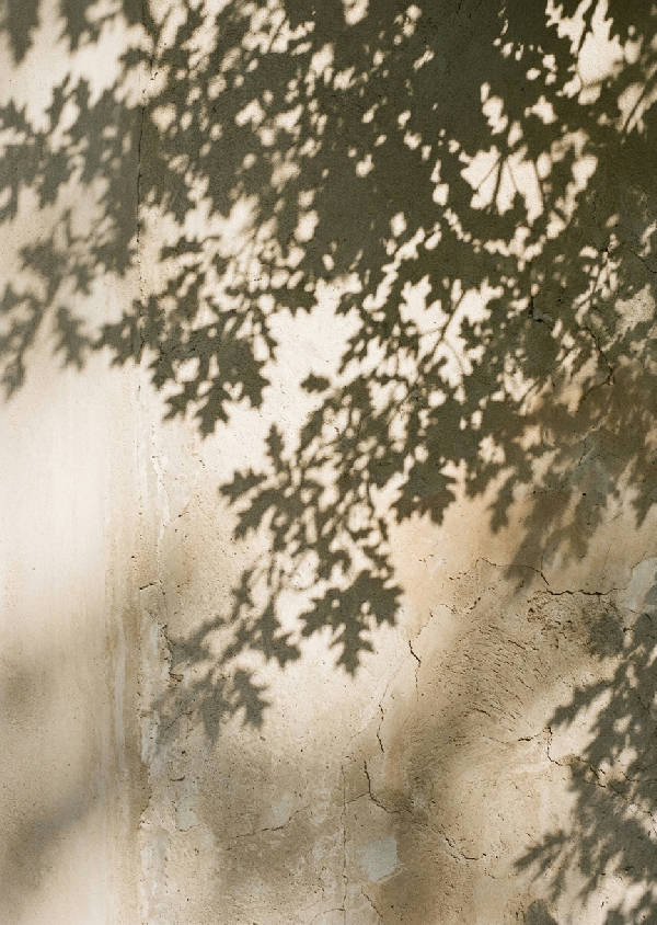Stående fotografisk bild av fina bladskuggor som faller mot en varm solbelyst vägg i mjuka neutrala toner