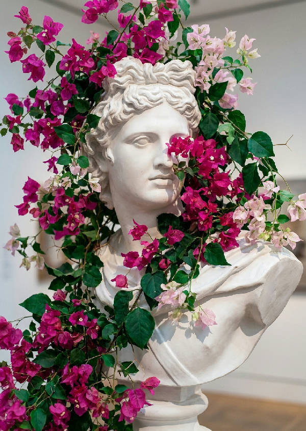 Närbild av en vit gipsbyst av en grekisk gudom delvis täckt av en kaskad av blommande magenta bougainvilleavinrankor med smaragdgröna blad. Mjukt galleriljus faller över skulpturen och framhäver texturen.