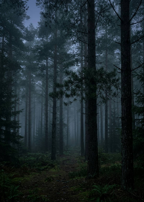 Vertikal bild av en dimmig skog i skymningen med höga träd och mjukt, dämpat ljus