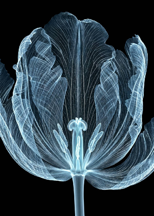 Närbild av en elegant papegojtulpan i X-ray stil, med isblå och vita genomskinliga kronblad och glödande detaljer mot en svart bakgrund.