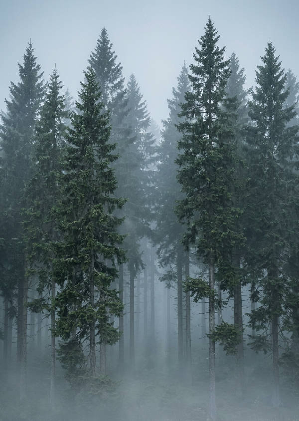 Fotorealistiskt porträtt av en dimmig svensk granskog med höga barrträd, omgiven av mjuk morgondimma och subtilt solljus.