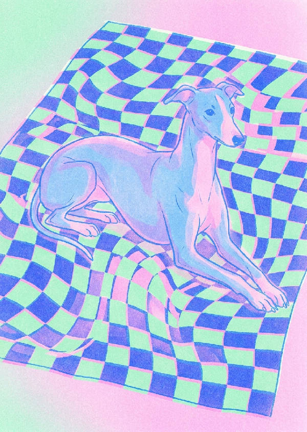 Risografillustration i helformat av en slank whippet som vilar på en vriden retro rutig matta i rosa, mintgrönt och blått.