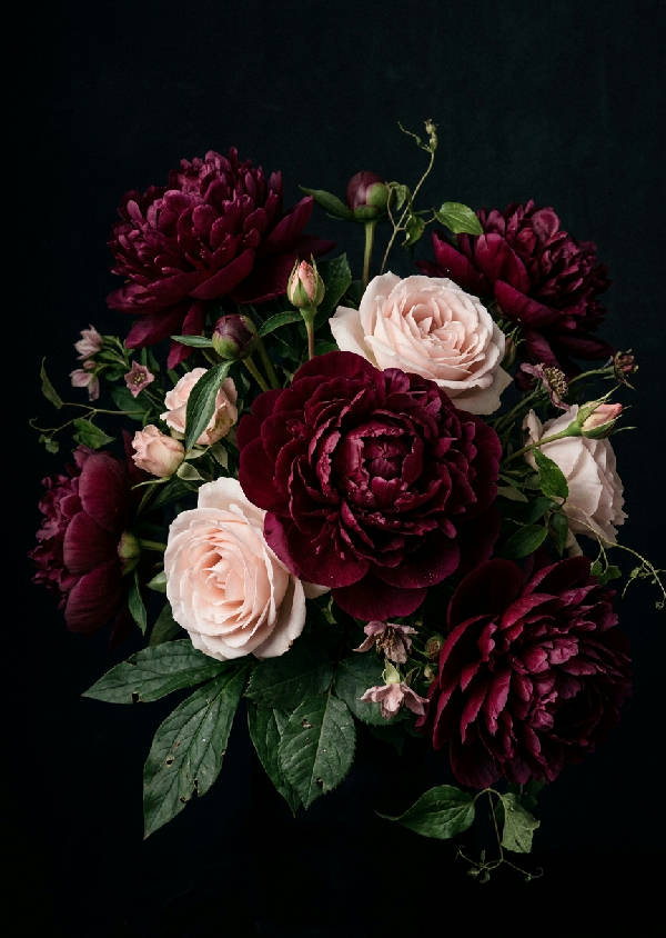 Närbild av mörka, djupt rosa pioner i full blom med lummiga gröna blad i en porträttorienterad komposition.