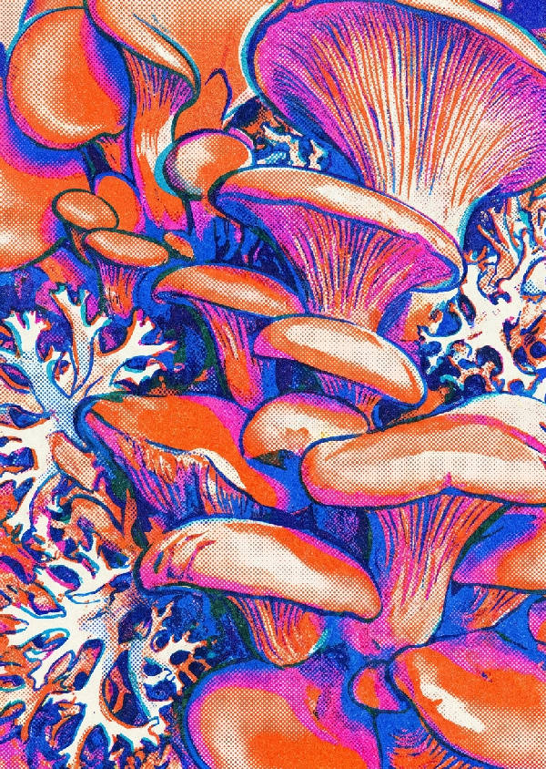 Makrobild av ostronskivlingar och lav i risograph-stil med neonorange, koboltblå och elektrisk magenta.