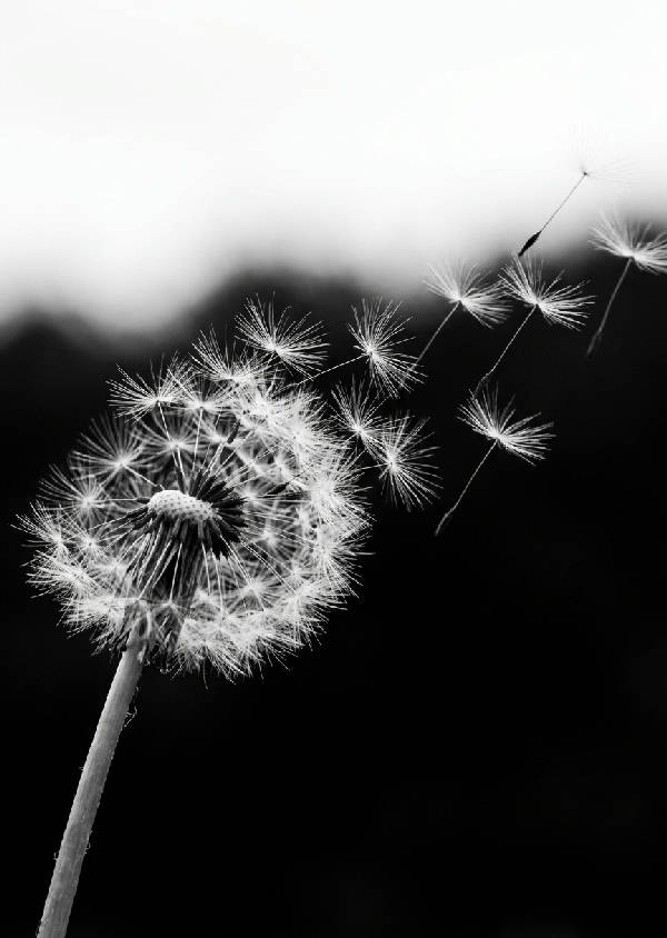 Svartvitt minimalistiskt fotografi av maskrosfrön som blåser i vinden med hög kontrast och fina detaljer