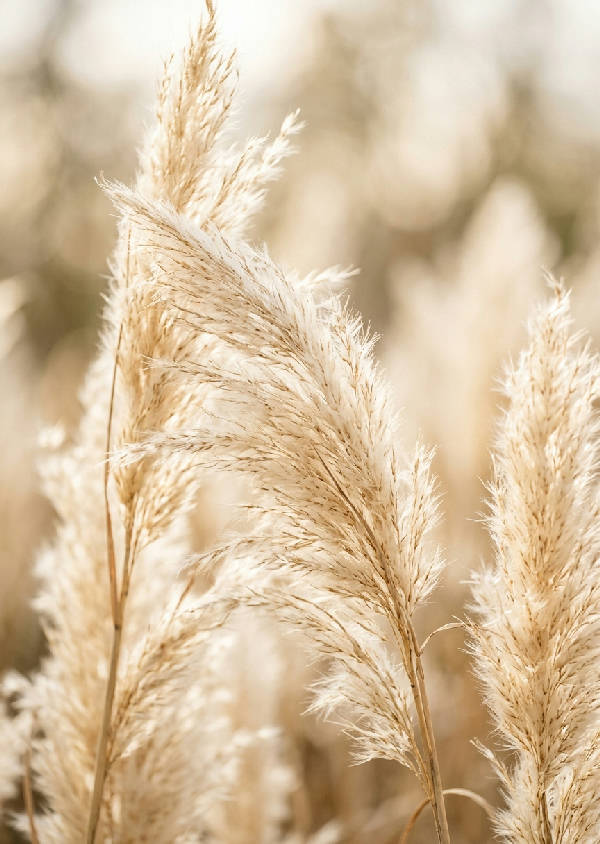 Närbild av pampasgräs med fluffiga fröställningar i mjuka, varma vita och beige toner, fotograferat med grunt skärpedjup i porträttformat.