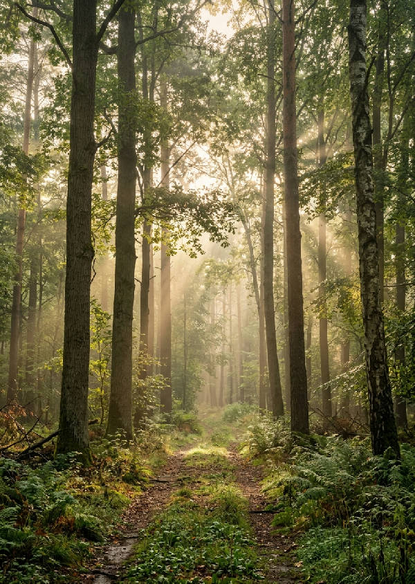 En rogivande bild av en tät skog i gryningen, där solstrålar bryter igenom trädkronorna och skapar ett magiskt dis.