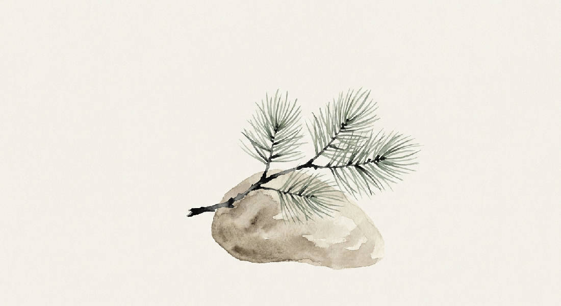Minimalistisk akvarellillustration av en delikat tallgren som vilar på en asymmetrisk zensten, mjukt ljus