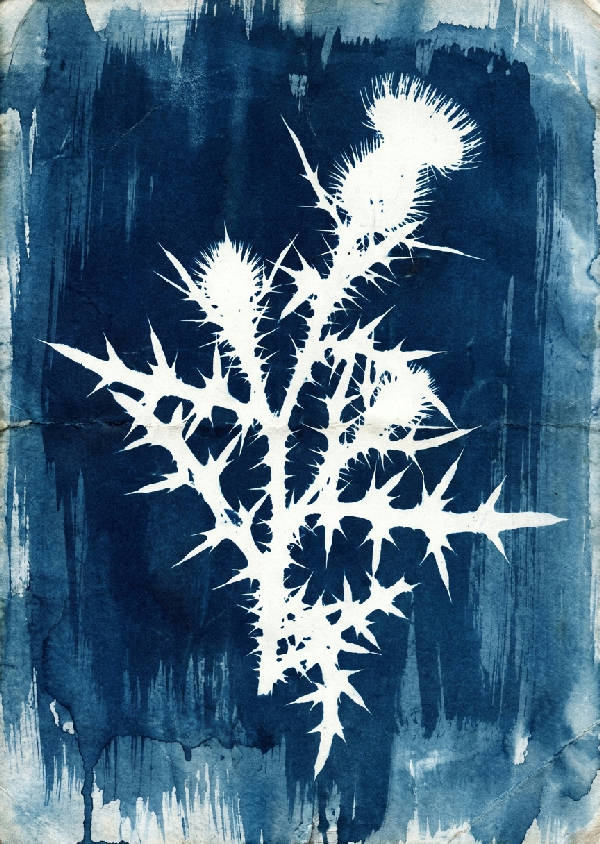 Vintage cyanotype av en vild tistelväxt med taggiga blad i djupt preussiskt blått och vitt negativt utrymme