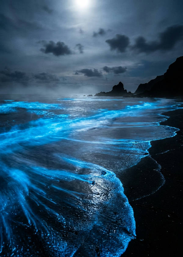 Bioluminescent strand vid midnatt. Neonblå glödande vågor på mörk vulkanisk sand, disig silverhimmel. Dramatisk kustatmosfär.