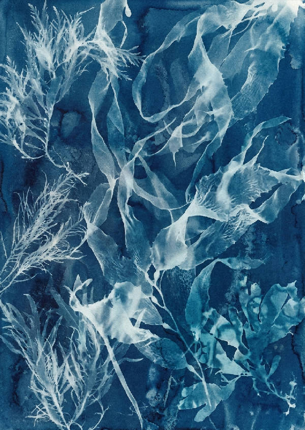 Cyanotypi soltryck med vita och ljusblå sjögräs- och kelpblad som överlappar mot en texturerad djupt preussisk blå bakgrund.