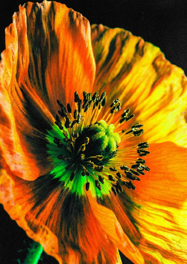 Extrem närbild makro av en levande orange isländsk vallmoblomma med daggdroppar på luddiga ståndare mot mörk bakgrund.