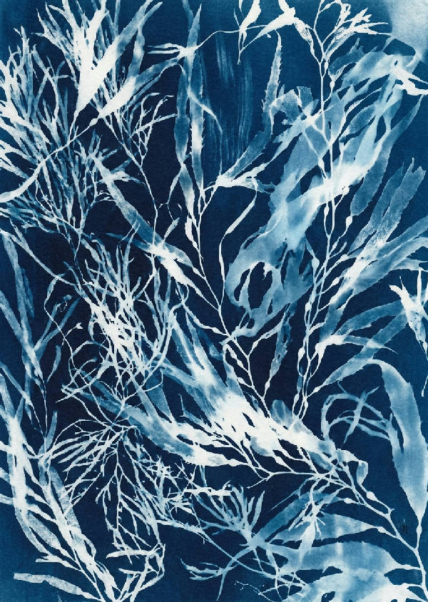 Cyanotyp tryck av intrasslad tång och kelp. Djup preussisk blå, marinblå, vit, azurblå undervattens botaniskt skogsmönster.