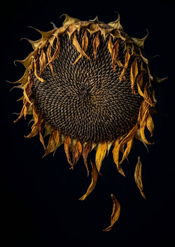 Makrofotografi av ett mörkt, vissnande solroshuvud med synlig fröspiral mot en djup svart bakgrund.