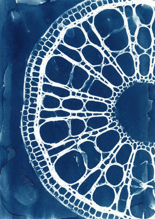 Makro cyanotyptryck som visar ett tvärsnitt av en lotusstjälk med intrikata vita cellulära geometriska mönster mot djupt preussiskt blått och indigo.
