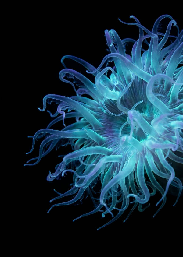 Makrofotografi av en bioluminescent anemon i djuphavet, med självlysande cyan och ultravioletta tentakler som svävar i mörkret.
