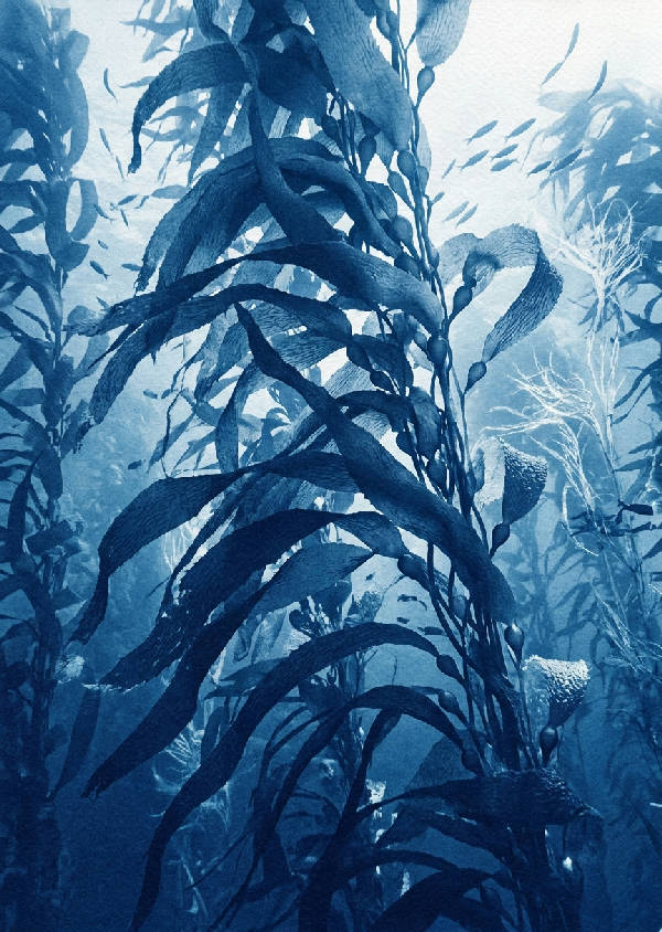 Klassisk cyanotyp tryck av massivt sammanflätad jättekelp som svajar under vattnet i djup indigo och skarpt vitt.