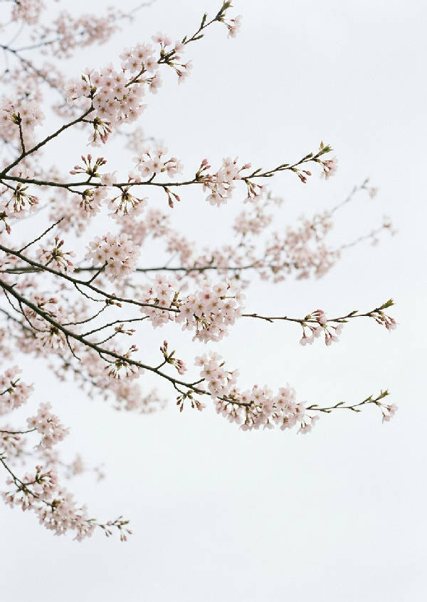 Närbild av skira körsbärsblommor på grenar med en diffus, mjuk rosa bakgrund i porträttorientering