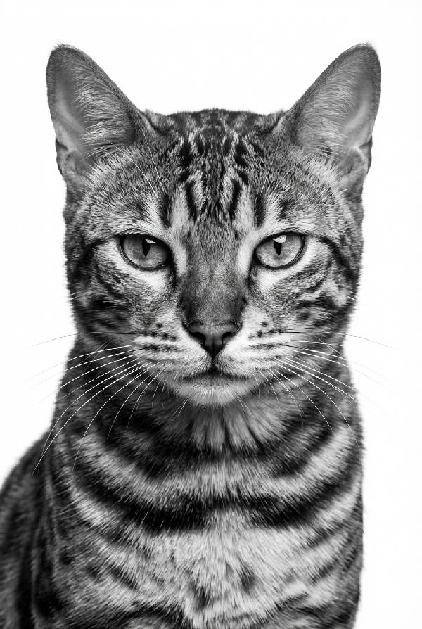 Närbild av en bengalkatt i svartvitt, med skarpa detaljer i pälsen och ljusa ögon, mot en ren vit bakgrund