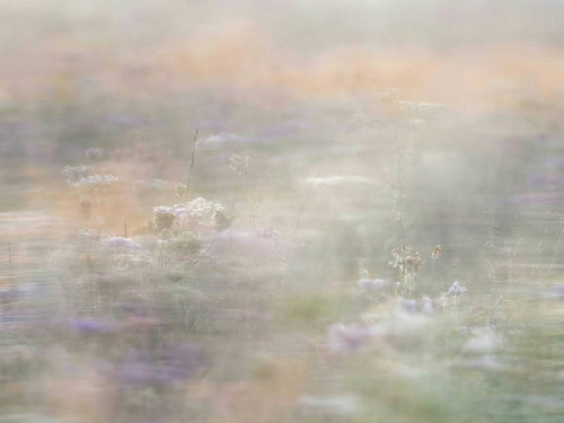 Liggande bild av en suddig vildblomsäng i gryningen med horisontella ljusstrimmor och dämpade färger.