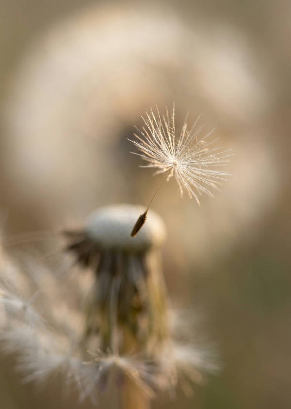 Närbild i makrofotografi av en fluffig maskros i svagt ljus med en drömsk oskarp bakgrund i ljusa färger.