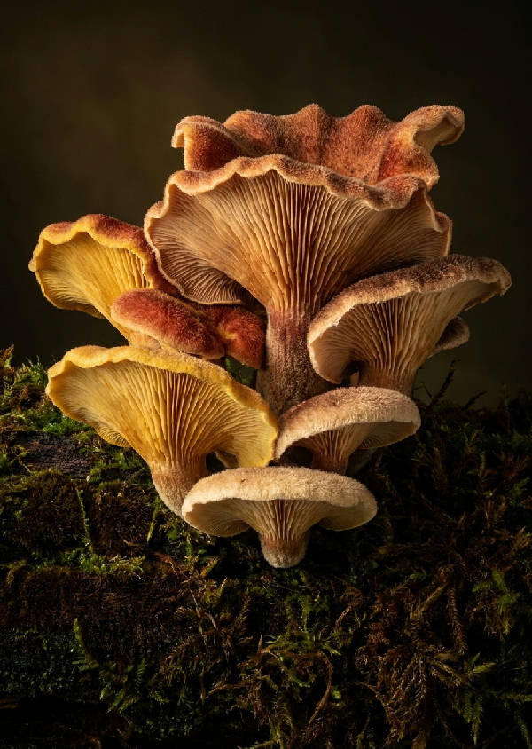 Makrofotografi av exotiska svampar med veckade hattar och delikata gälar som växer på sammetslen mossa och trä i varma färger som ockragult, rostigt rött, varm kräm, espressorbrun och skogsgrön.