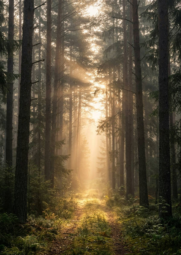 En smal skogsstig slingrar sig in i en tät dimmig skog, badad i varmt gyllene morgonljus som silas genom trädkronorna.