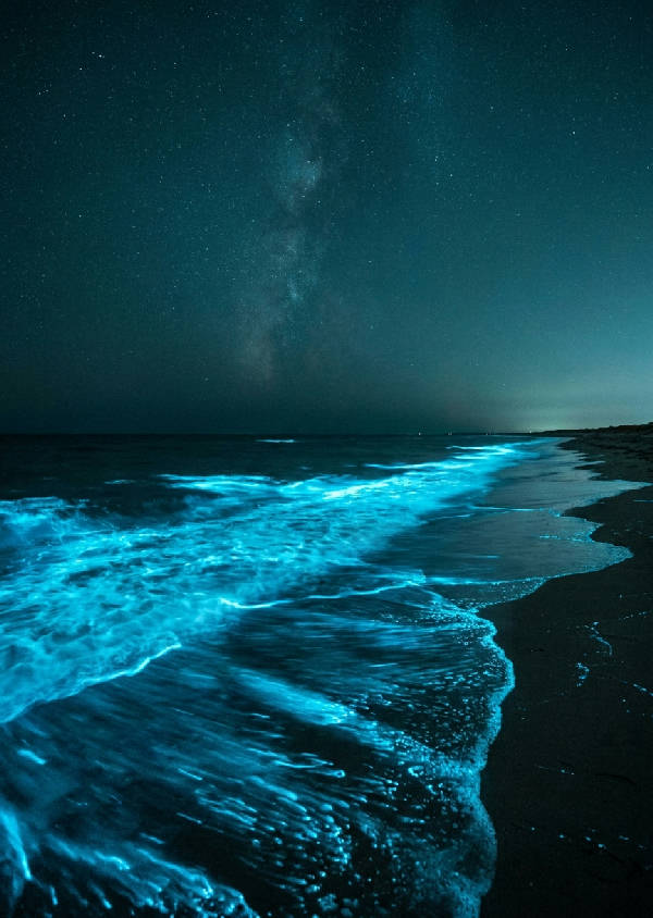 Foto av en självlysande strand vid midnatt med glödande cyanblå vågor som slår mot mörk sand under en mörkblå stjärnhimmel.