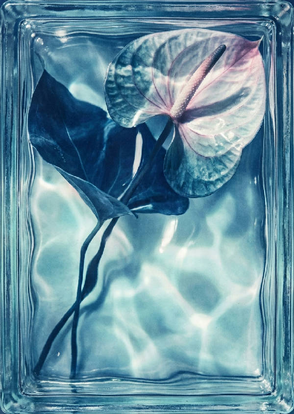 Cyanotypi botaniskt tryck av en minimalistisk, förvriden anthuriumblomma bakom ett tjockt, krusigt glasblock med optiska illusioner och Ikebana-komposition i djup indigo, frostat aqua, blekrosa och krispigt vitt.