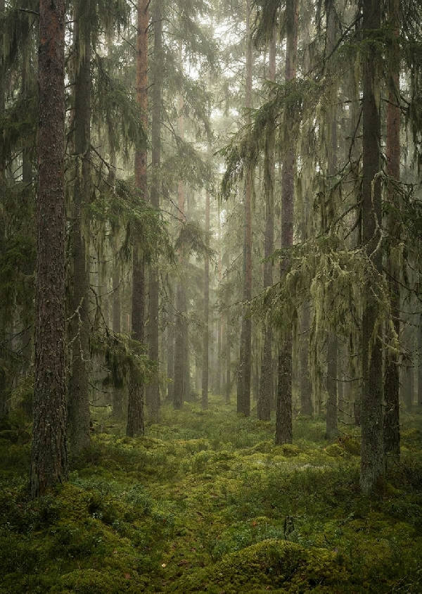 Höga tallar i en gammal nordisk skog med hänglav, en tjock grön mossa på marken och stämningsfull disig dimma.