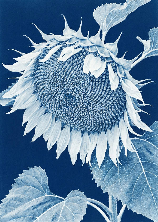 Vertikal cyanotypi botanisk affisch med en stor hängande solros och blad i preussiskt blått och spöklikt vitt.