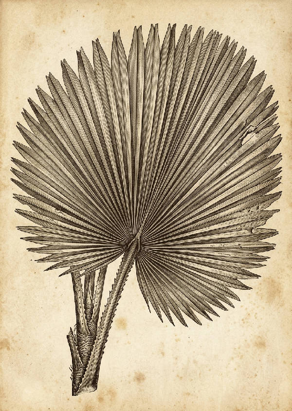 Närbild av en detaljerad vintage palmbladsillustration med fina linjer och naturliga texturer i grönt