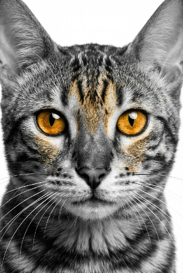 Närbild i svartvitt på en bengalkatt med skarpa ränder som sitter framför en enfärgad vit bakgrund