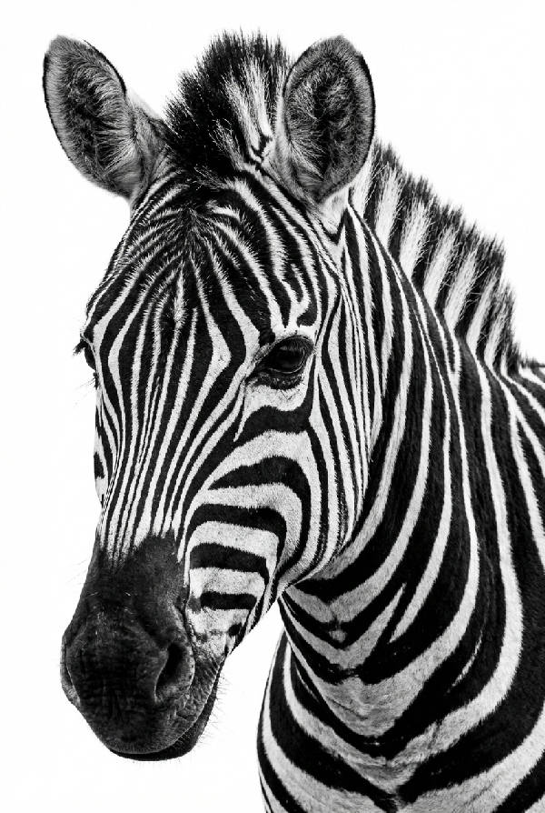 Närbild i svartvitt på en zebras huvud, med skarpa ränder och fokuserade ögon framför en vit bakgrund