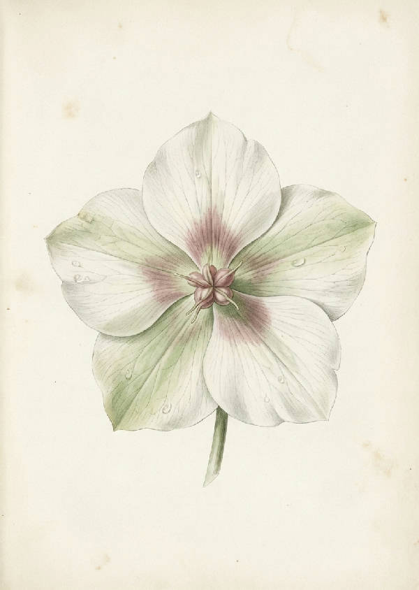 Närbild av en julrosblomma med vita och salviagröna kronblad och en antydan till dammig rosa i mitten, i stil med en botanisk illustration från 1800-talet på en mjuk, benvit bakgrund.