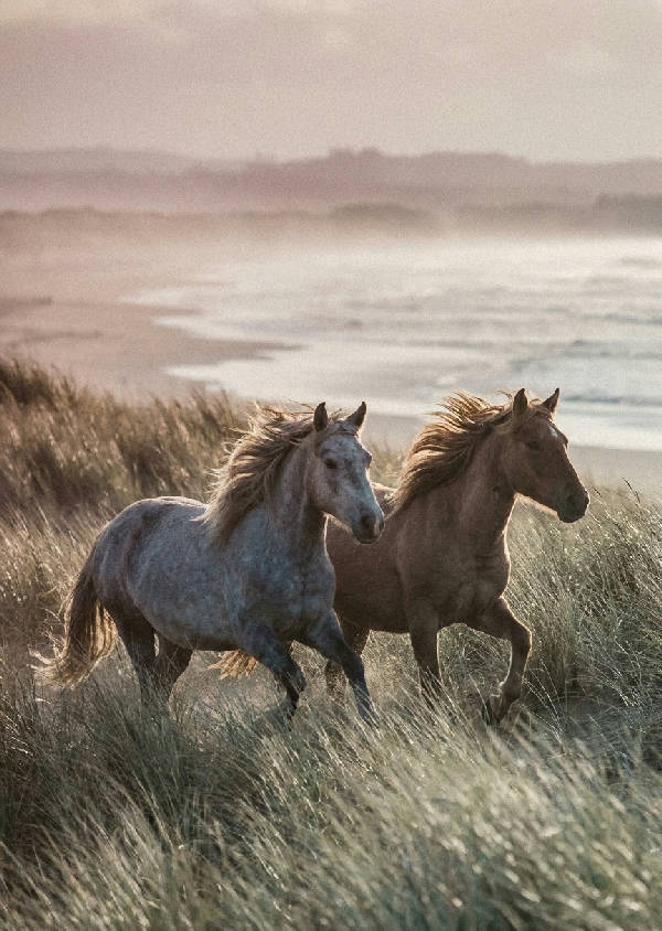 Två vilda hästar galopperar genom högt dyngräs vid en dimmig havsstrand i gyllene timmen, med kornig film.