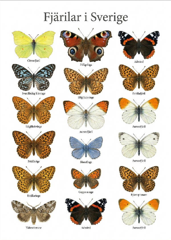 Detaljerad samling av över 20 svenska fjärilar och nattfjärilar, minimalistiskt illustrerade på vit bakgrund med individuella namn.