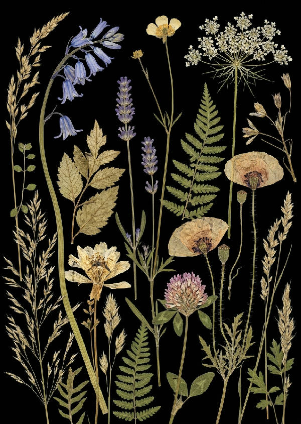 Närbild av en samling pressade vilda blommor arrangerade konstfullt mot en mörk, dramatisk svart bakgrund, porträttorientering.