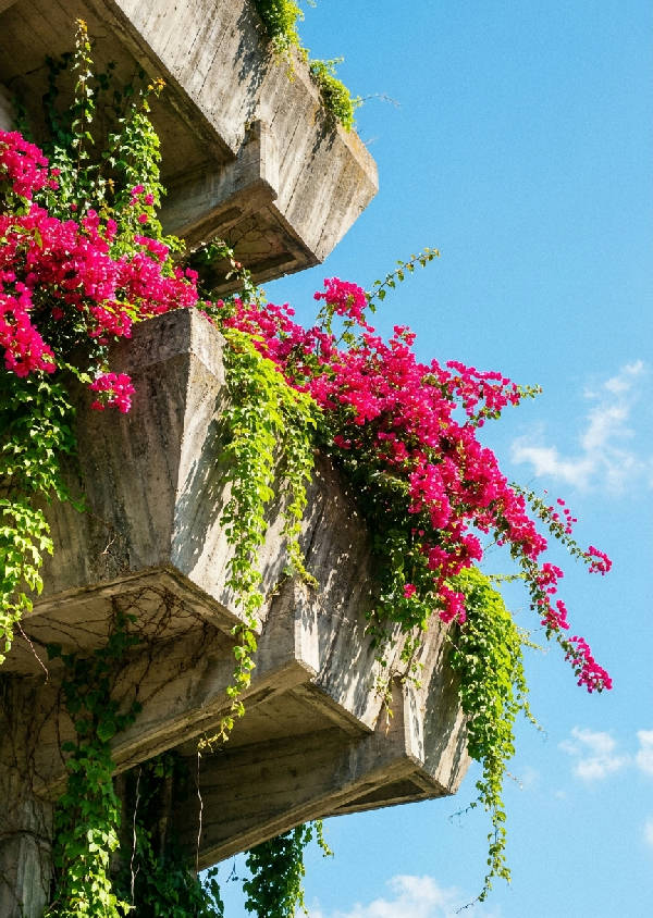 Närbild av en brutalistisk balkong i betong helt överväxt med kaskader av varma rosa bougainvillea och gröna rankor under en klarblå himmel.