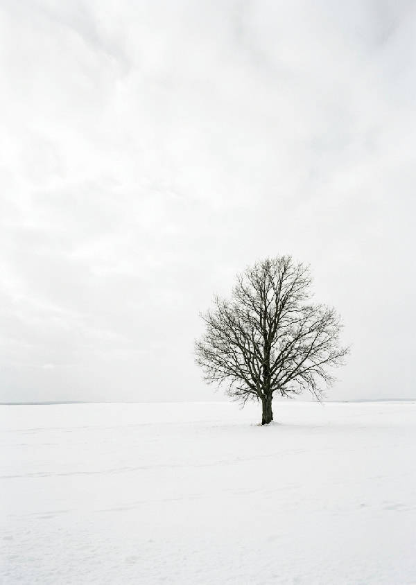 Ett ensamt träd täckt av snö står i ett vidsträckt, orört vinterlandskap under en molnig himmel, porträttformat.