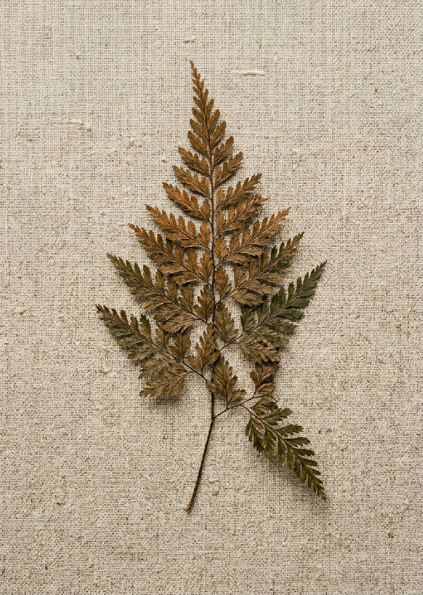 Stående närbild på ett torkat brunt ormbunksblad mot en neutral strukturerad linnebakgrund i beige toner.