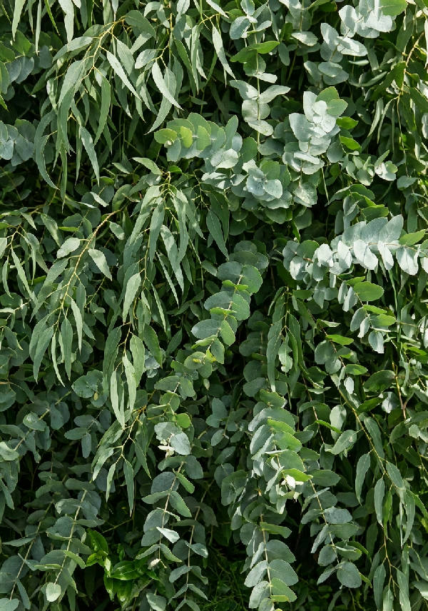 Närbild av hyperdetaljerade eukalyptusblad som kaskaderar, med naturliga skuggor och mjukt diffust ljus.