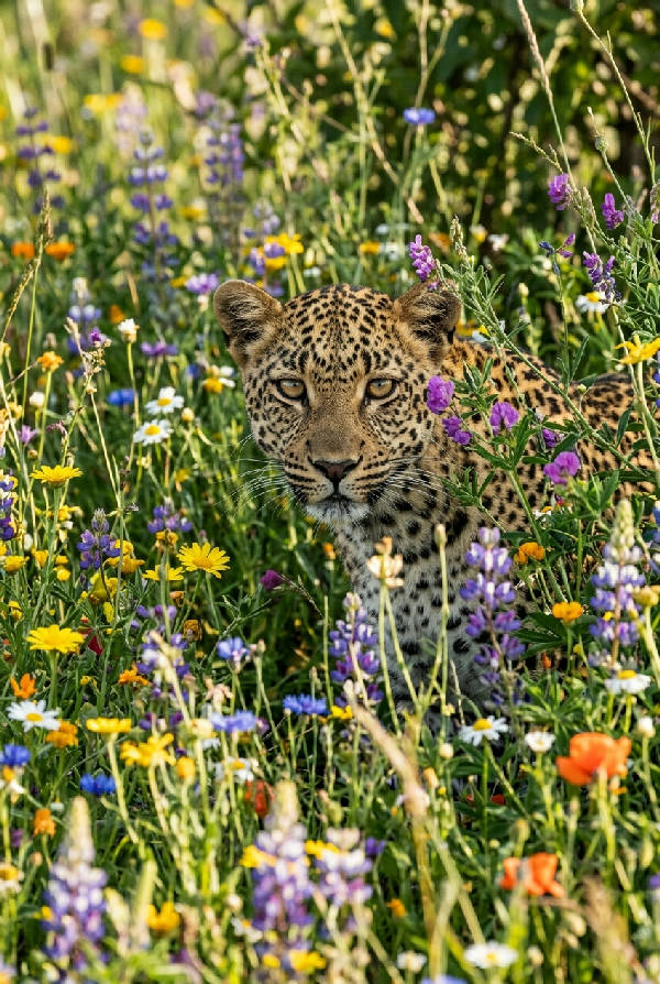 En leopard tittar fram bland ett fält av gröna blad och färgglada blommor i lila och rosa nyanser