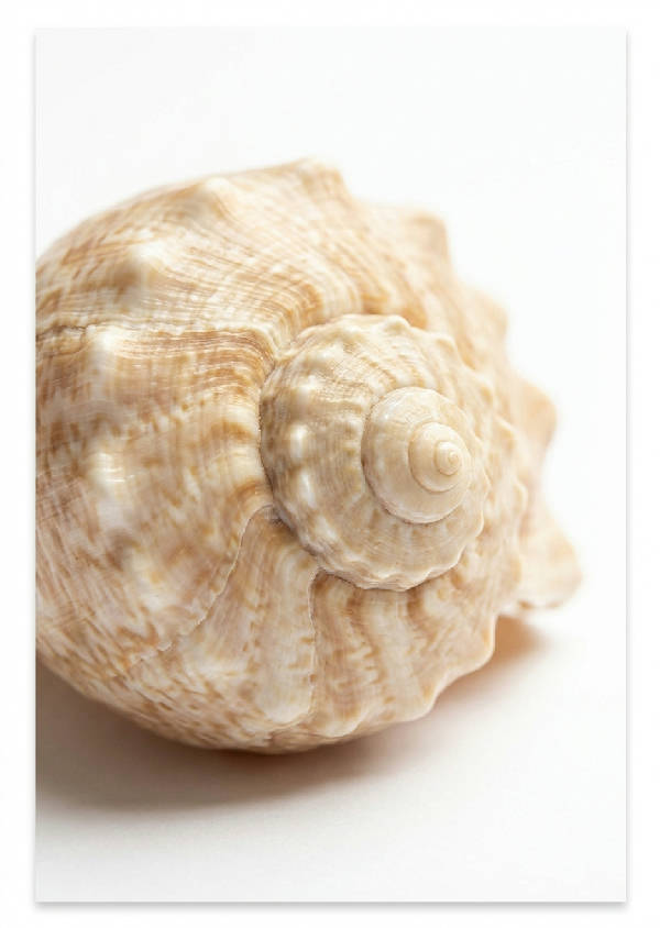Närbild av ett spiralformat snäckskal med intrikata fraktalmönster i varma beige och krämfärger på en vit bakgrund, belyst från vänster.